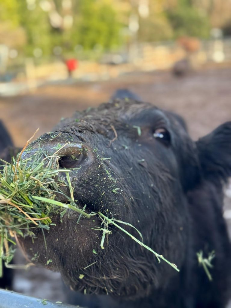 The Plight of Free Martin Cows: Nature’s Hidden Challenge